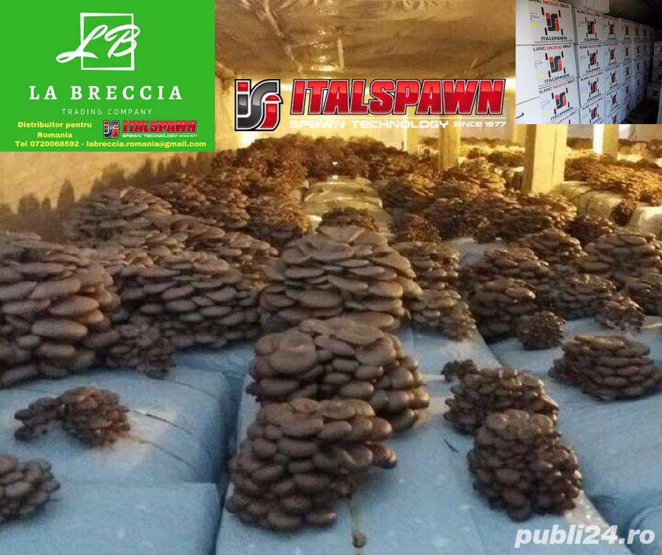 Miceliu Pleurotus, Champignon 