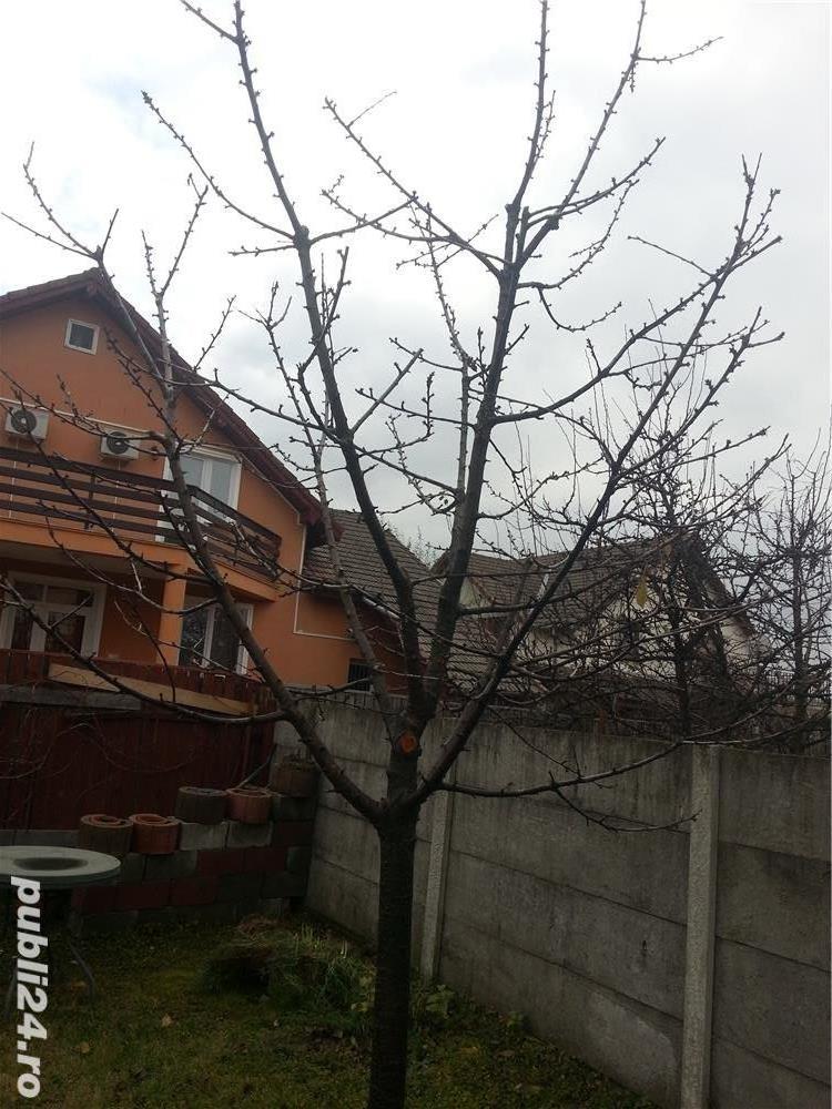 TAIERI Stropiri si tratamente la pomi