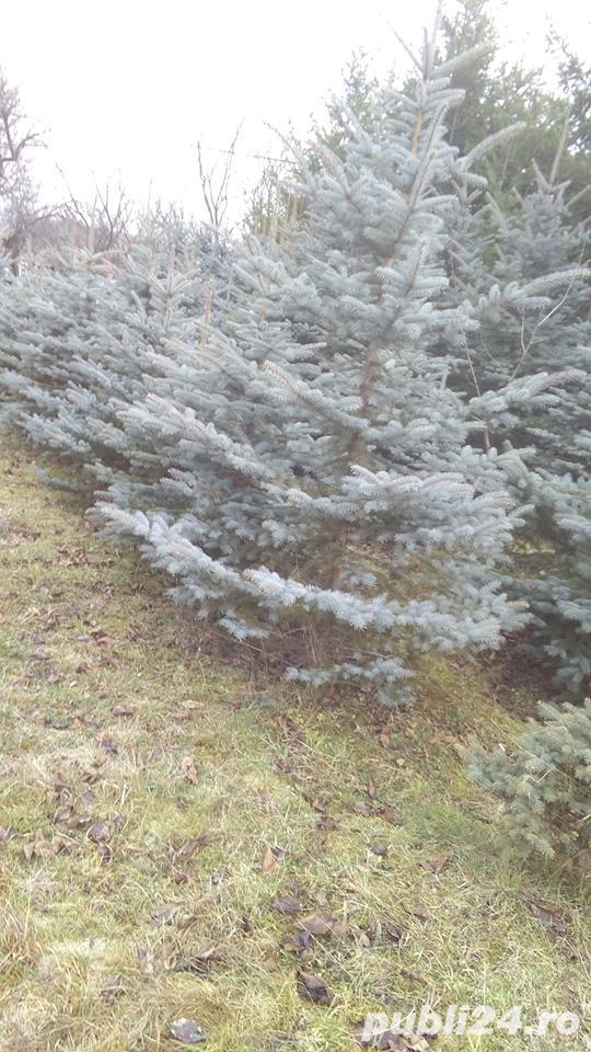 vand pomi  ornamentali cu radacina  sau pomi de craciun