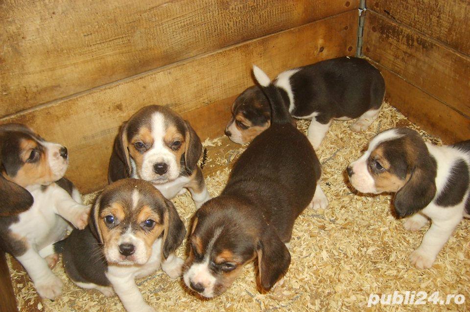 Beagle femele si masculi!! Beagle femele si masculi!!