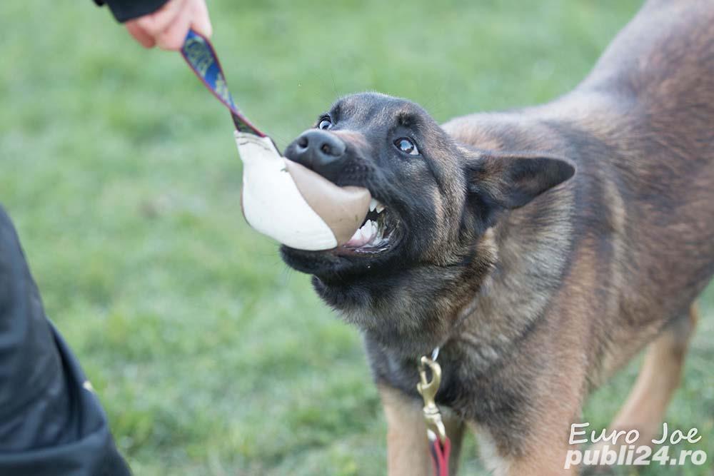 Minge piele cu bucla dresaj Euro Joe 