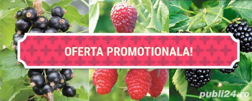 OFERTA PROMOTIONALA!!! Zmeur, coacaz, mur si merisor!!! 