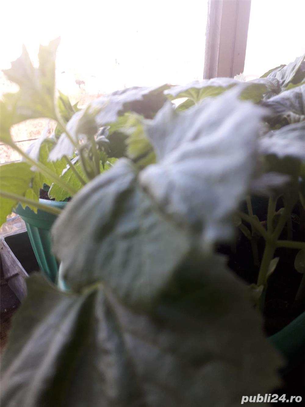 Castraveti amari mamordica