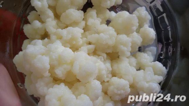 Kefir de lapte