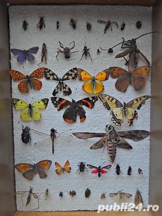 Insectar pentru scoala- insecte