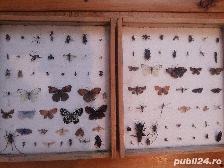 Doua insectar e - dif. insecte Doua insectar e - dif. insecte
