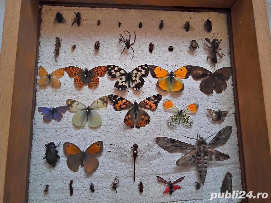 Insectar scoala/ insecte/colectie