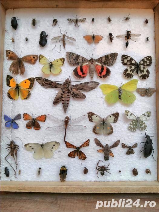 Insectar deosebit - insecte rare