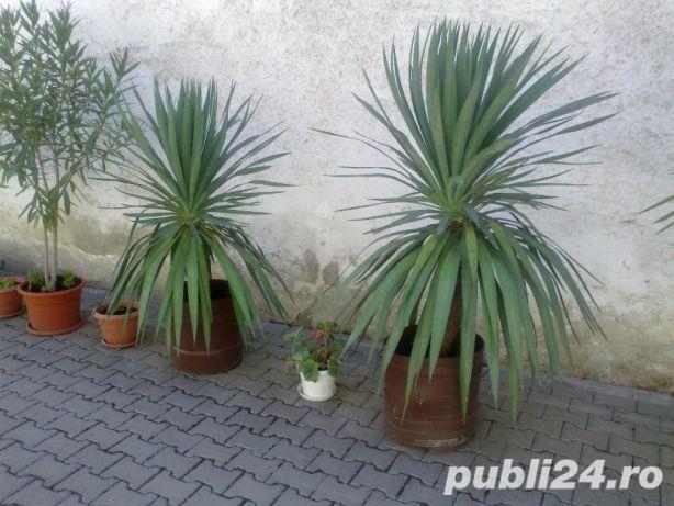 YUCCA - plante decorative 