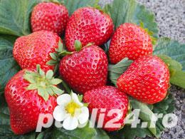 Albion si San Andreas, Murano si Portala