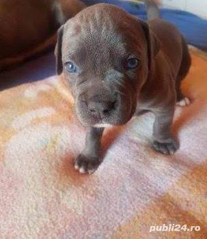 Vand amstaff/amstaf blue(albastru,gri) Vand amstaff/amstaf blue(albastru,gri)