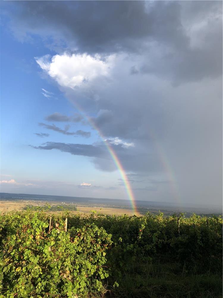 Vând vin din soiuri nobile(Tamaioasa românească,Merlot ,cabernet,cramposie,sauvignon)