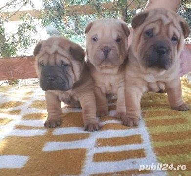 Vand shar-pei!! Vand shar-pei!!
