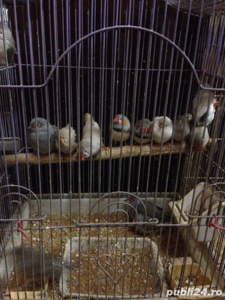 Pasari exotice Pasari exotice