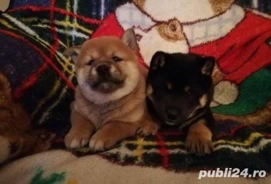 Pui de shiba inu!! Pui de shiba inu!!