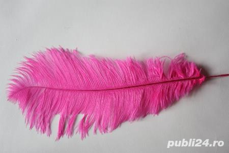 Vand pene de strut roz prafuit si siclam si pene de paun