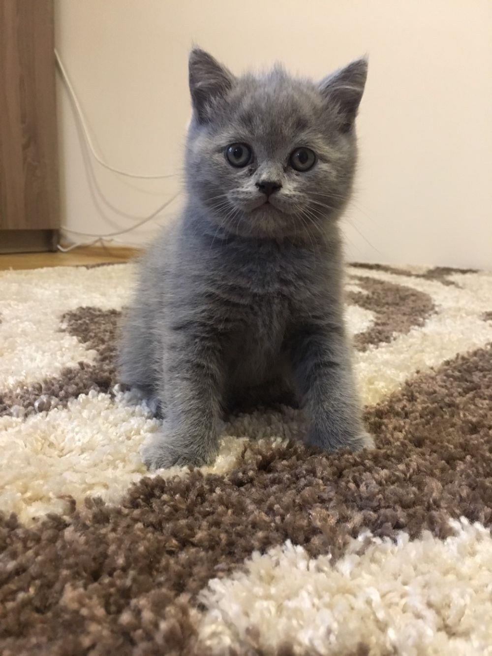 Vand fetita british shorthair blue!