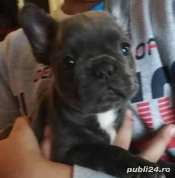 Vand bulldog/buldog francez pe albastru(gri,blue)!!