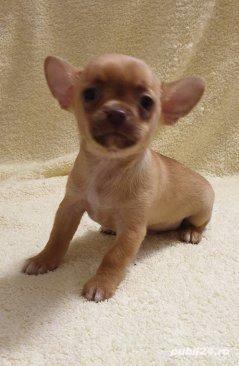 Vand chihuahua!! Vand chihuahua!!