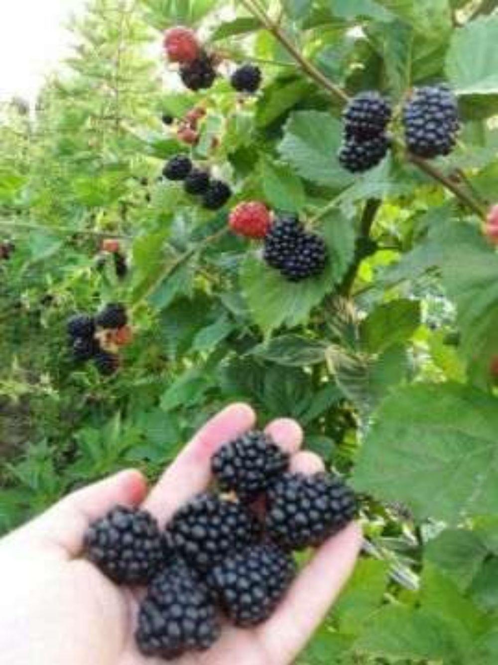 OFERTA !!! Butasi mur thornfree GIGANT   loch ness  navaho summerlong arapaho zmeura 