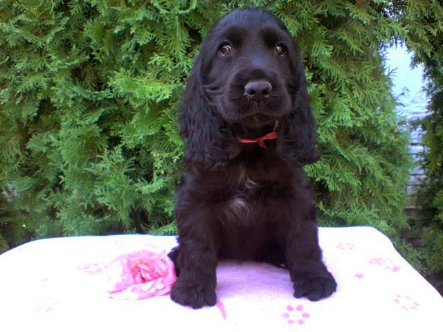 Vand cocker/coker spaniel/spaniol pe negru Vand cocker/coker spaniel/spaniol pe negru