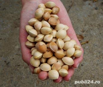 Gingko Biloba semințe Gingko Biloba semințe
