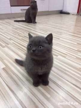 Puisori superbi din rasa british shorthair! Puisori superbi din rasa british shorthair!