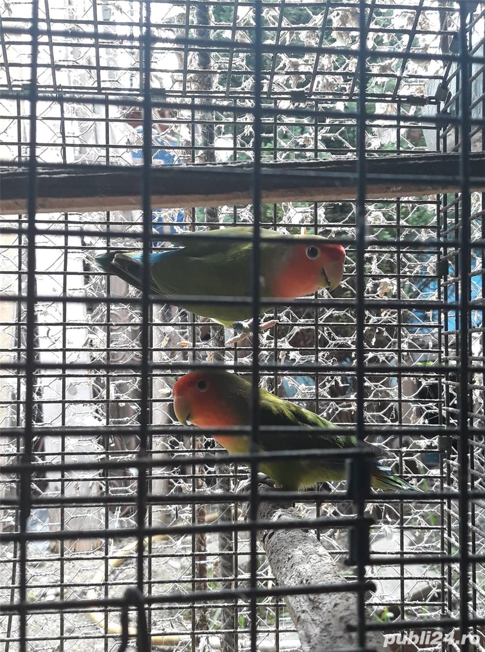 Pasari exotice Pasari exotice