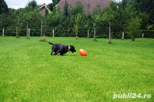 Jucarie interactiva pentru caini Everlasting Egg 