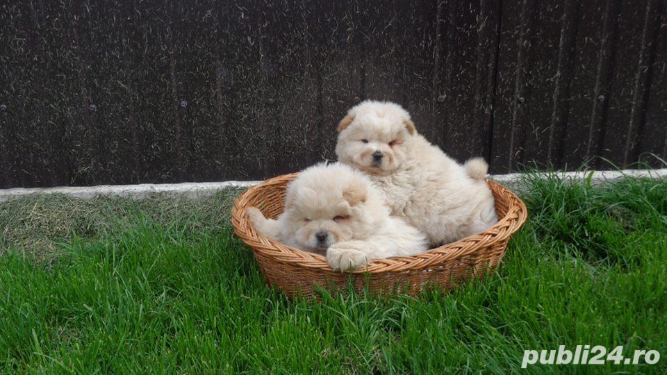 De vanzare chow chow De vanzare chow chow