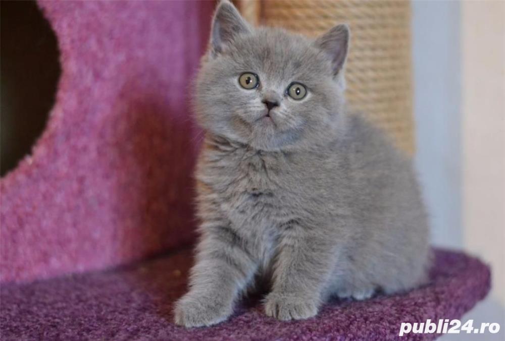british shorthair blue british shorthair blue