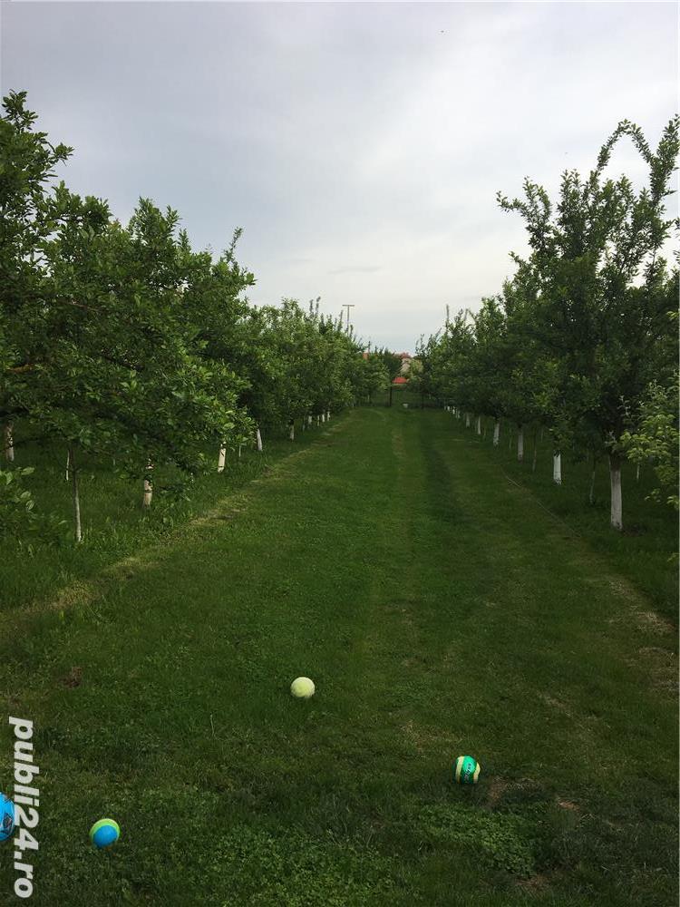 Teren intravilan plus plantatie pomi fructiferi in loc. Alios