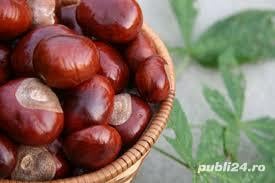 Castane salbatice din toamna anului 2023,ecologice,naturale 12 lei kg