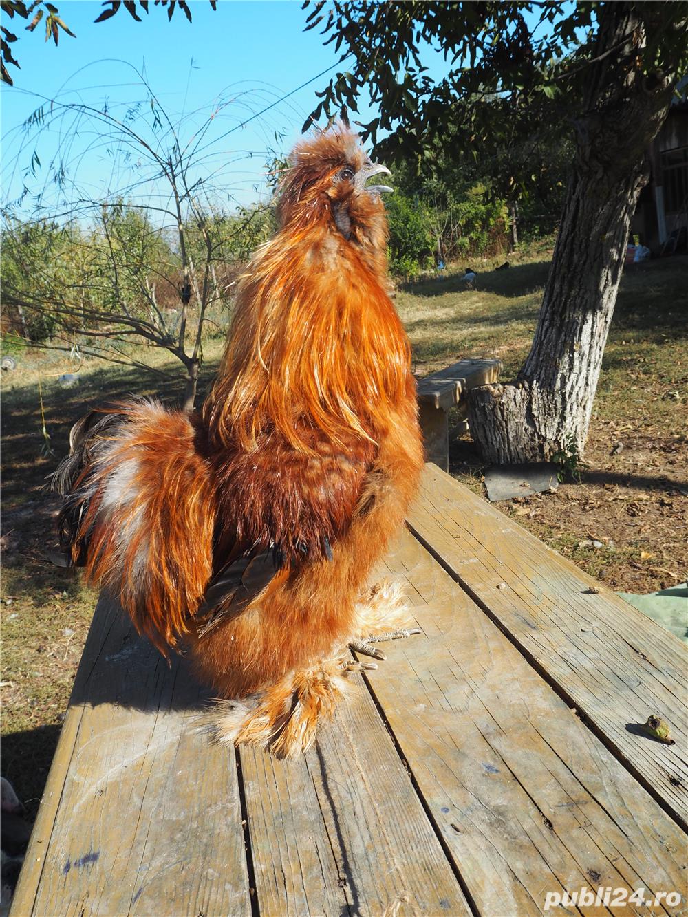 Oua gaini matase japoneza