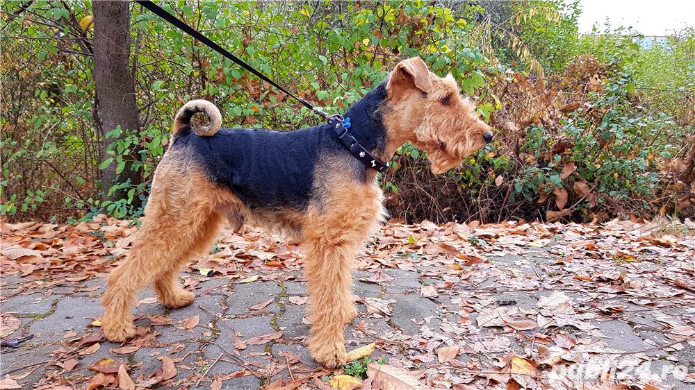 welsh terrier - DOAR MONTA!!!