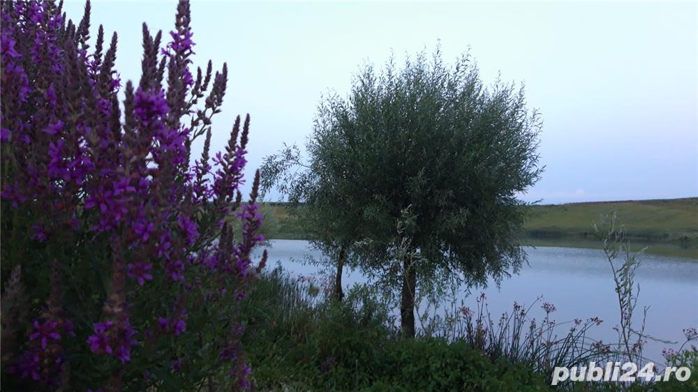 Vand teren malul lacului Mostistea - Mariuta (langa Gostilele-Fundulea, cca 47 km de Bucuresti)