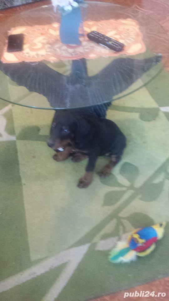 Pui  doberman dobermann