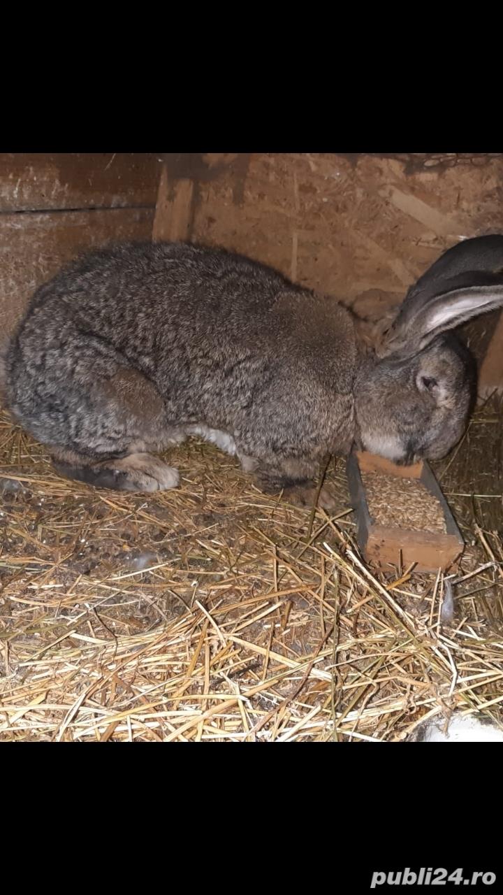 Tineret  uriaș  gri german  californian ,hicole francez și metiși hicole cu uriaș gri german