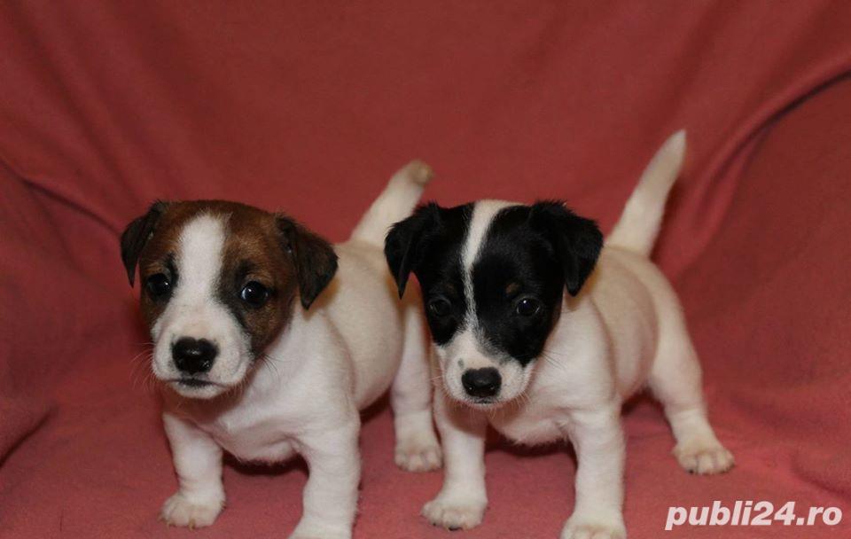 Puiuti de jack russell terrier jack russel terier Puiuti de jack russell terrier jack russel terier
