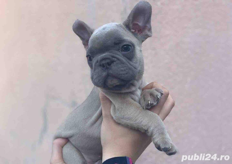 Pui bulldog/buldog francez blue fawn Pui bulldog/buldog francez blue fawn