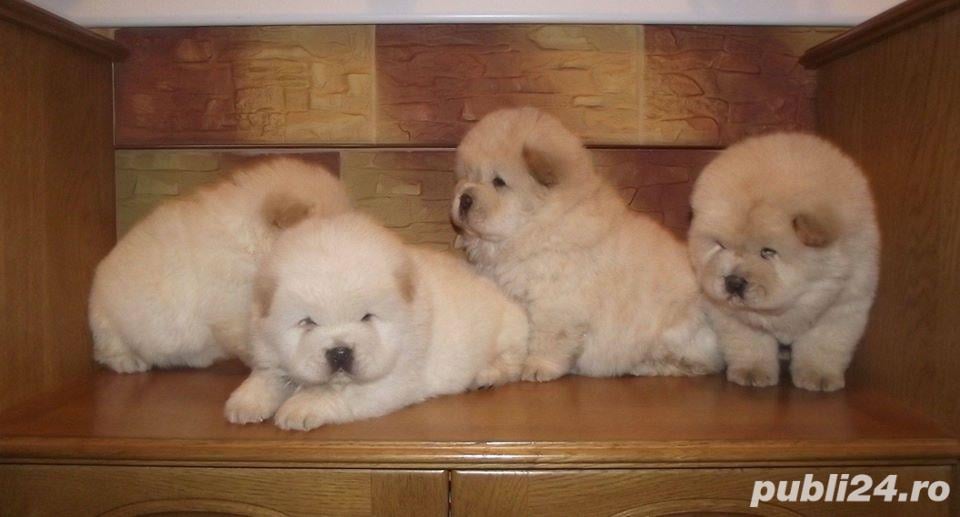 vand chow chow!!