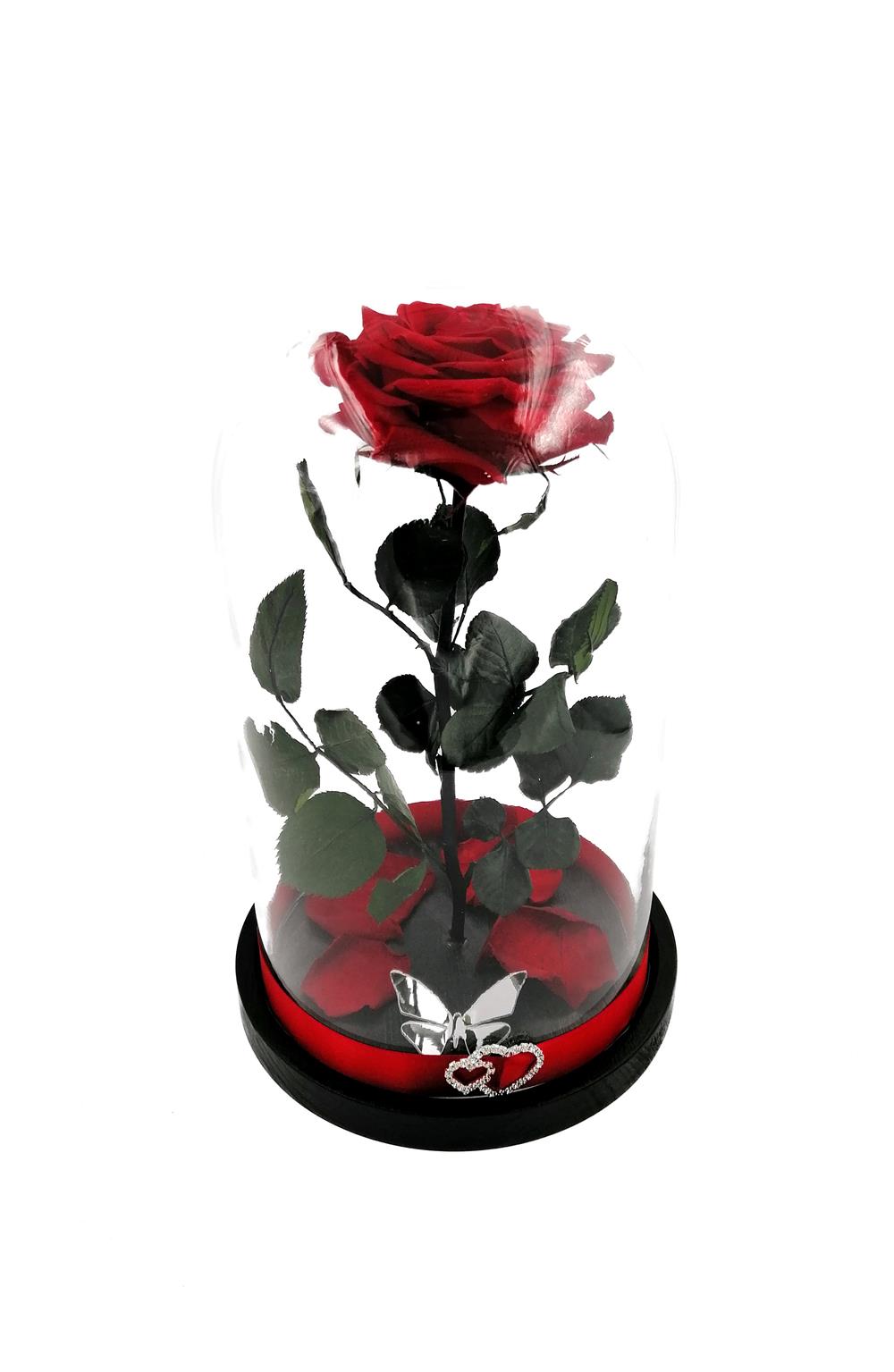 Trandafir Criogenat BiaRose 9cm in cupola mare de sticla inaltime 30cm