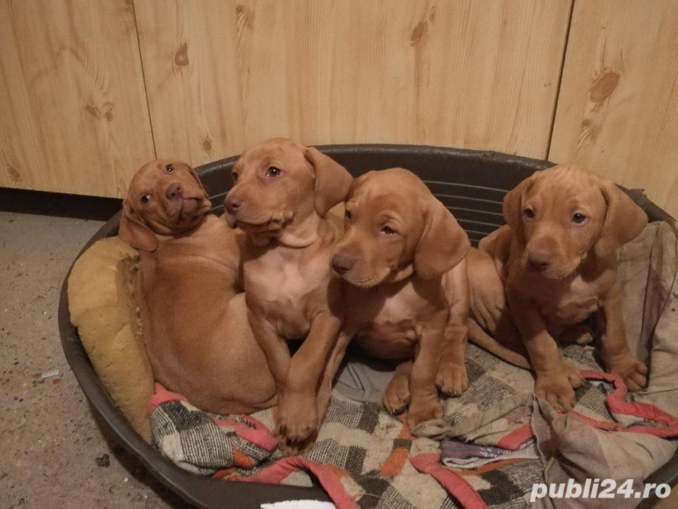 Vand vijla(viszla/vizsla) maghiara!! Vand vijla(viszla/vizsla) maghiara!!