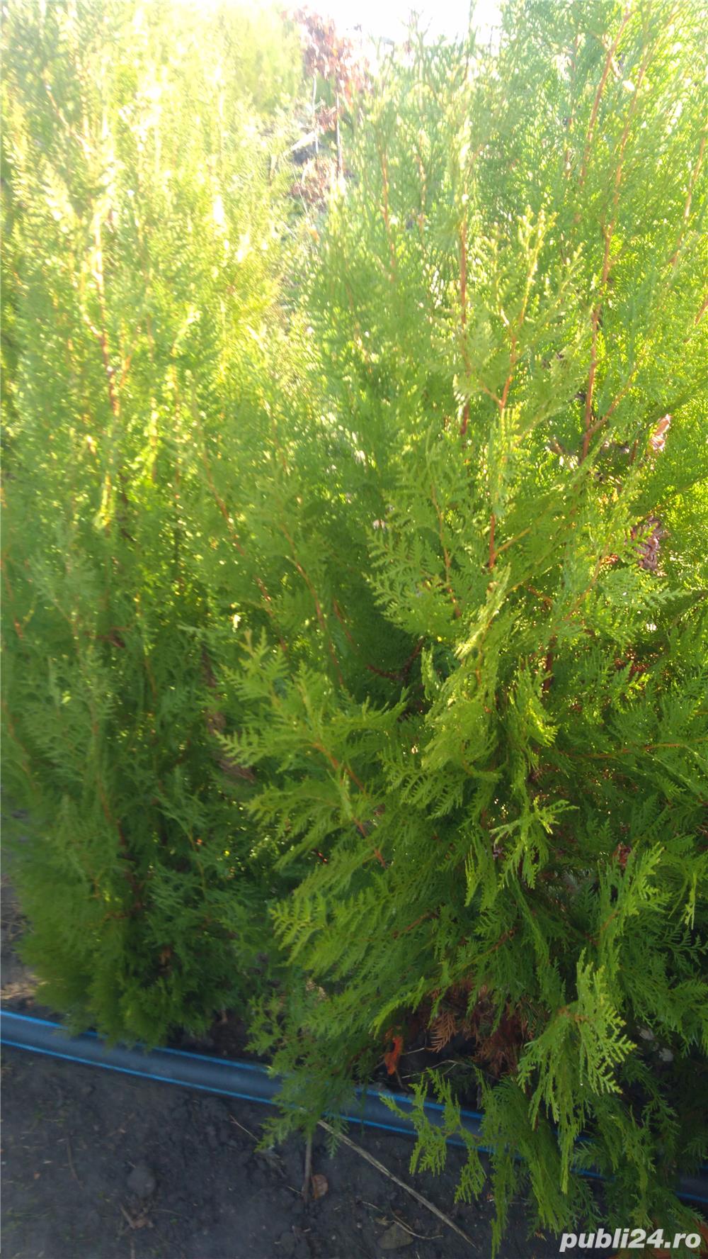 Vind  garduri vii :Ligustrum , hibiscus mov,lonicera, iasomie,tui