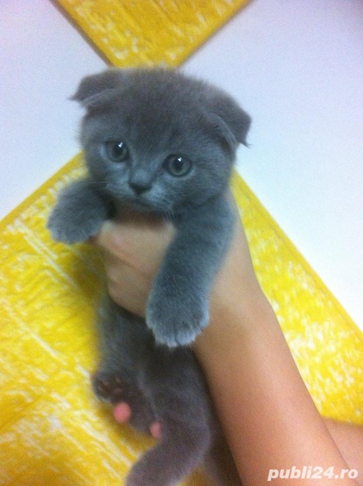 Scottish Fold varietatea Blue, par scurt, urechi pliate