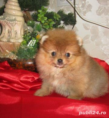 Căței Pomeranian - talie Toy - genetică deosebita 