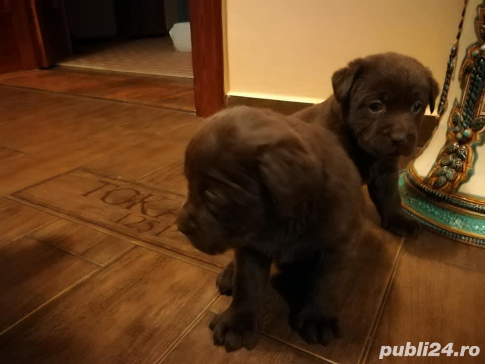Pui labrador retriever-labrador retriver ciocolatiu Pui labrador retriever-labrador retriver ciocolatiu