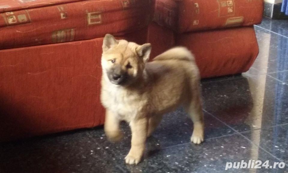 Pui de shiba inu Pui de shiba inu