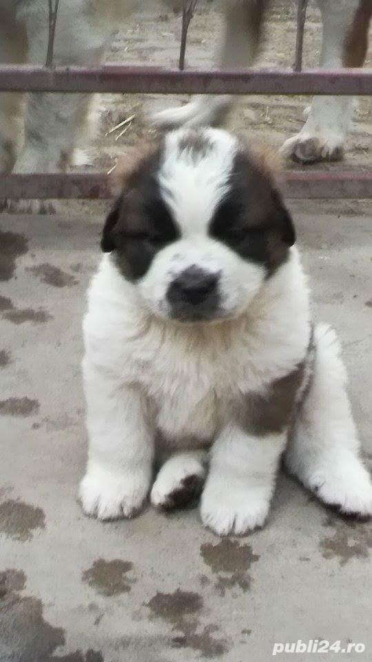 Vand saint bernard!!