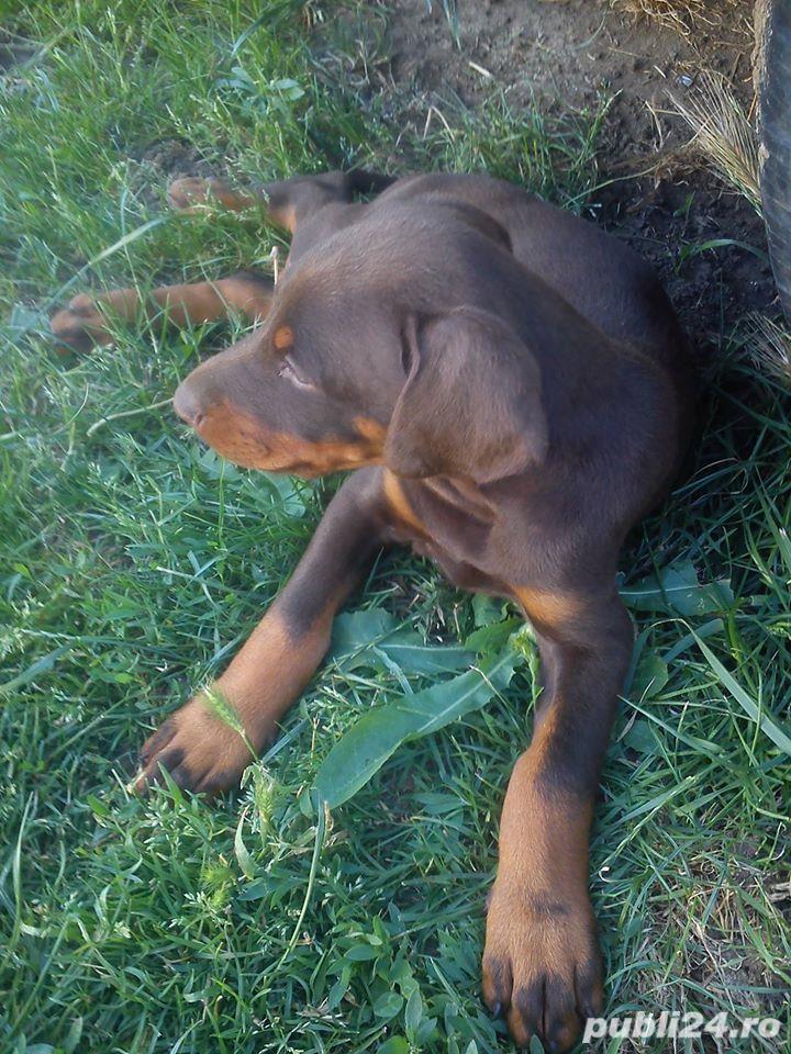 Vand doberman/dobermann!! Vand doberman/dobermann!!